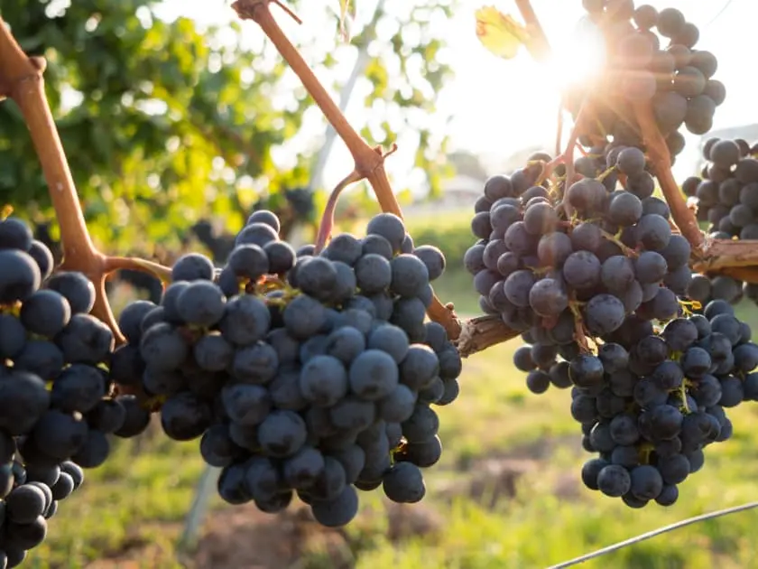 Weintrauben an der Rebe im Weinberg